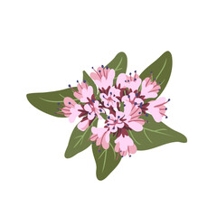 oregano flowers and leaves, vector drawing medicinal plant at white background, floral element, hand drawn botanical illustration