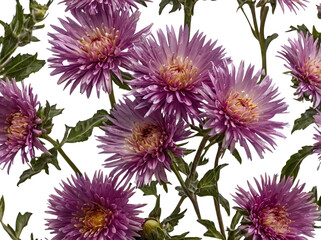 pink and white chrysanthemum