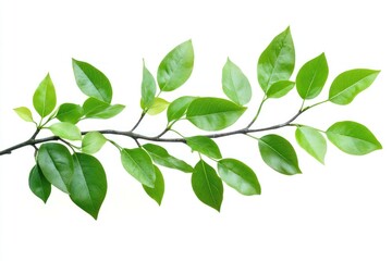 Naklejka premium Green leaves branch leaf tree photography.