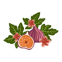 vector drawing composition with fig fruits,flowers and green leaves isolated at white background, hand drawn illustration