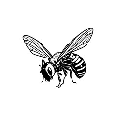 Detailed black and white illustration of a striped bee on a clean background