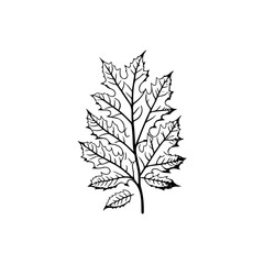 Minimalist leaf branch drawing conveys an organic elegance, artistic botanical feel