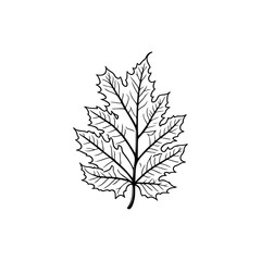 Detailed maple leaf illustration offering clean botanical vector art for design uses