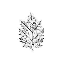 Intricate vein structure in monochrome foliage, a leaf illustration against white