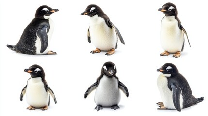 Obraz premium Several penguins with different stances, from waddling to resting, captured in high detail, all placed on a pure white background emphasizing their cuteness.
