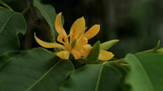 Michelia champaca flower