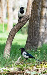 Vertical photo of two magpies (Pica pica), one of which is sitting in the grass under a tree and holding twigs for a nest in its beak, inviting the second magpie, which is sitting on a tree, to build.
