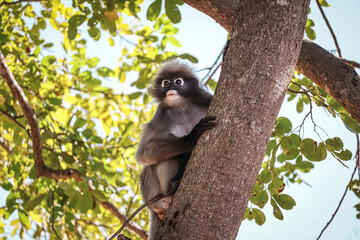Cute dusky leaf monkey, spectacled langur  sits on a tree branch in the jungle and looks out for his competitors and enemies