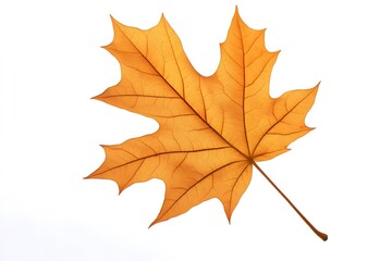 Fototapeta premium autumn maple leaf