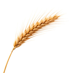 ear of wheat