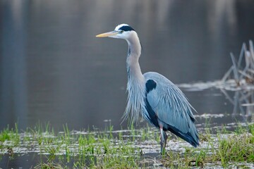  Heron standing next to a calm pond.