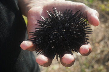 A person holding a black sea urchin in their hand