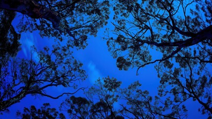 Dramatic low angle view of tree canopy silhouettes against a vibrant deep blue night sky background.