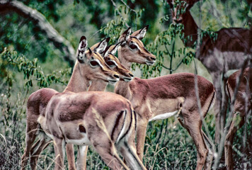 Impalas on the alert