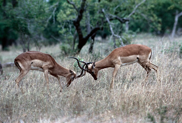 Impala sparring