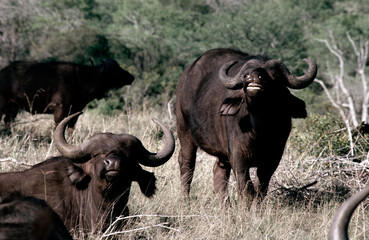 Obraz premium cape buffalo in the savannah