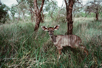 Kudu calf © Raphael