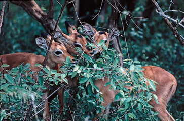Young impala grazing