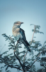 Blue roller