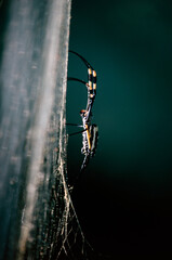 spider on a web