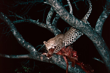 Leopard on the tree with impala kill