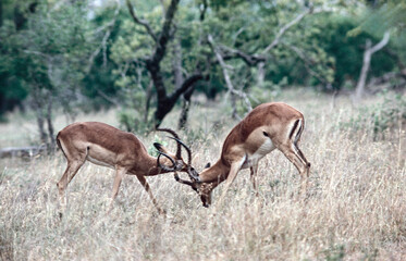 Impala sparring