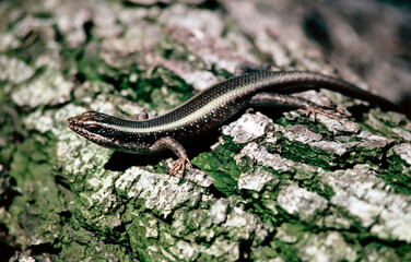 Fototapeta premium lizard on a tree stump