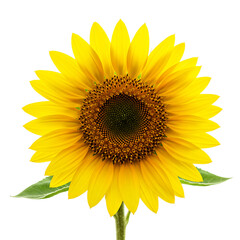 Fototapeta premium Sunflower Head with Petals and Leaf Isolated on Transparent Background