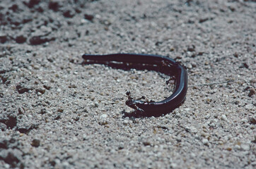 Blind snake on the sand