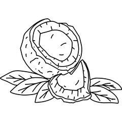 coconut outline on isolated white