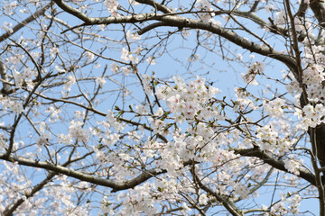 開花する美しい桜の花