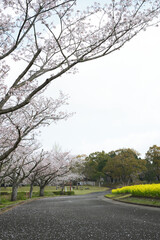 Fototapeta premium 桜の木と菜の花の道
