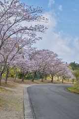 桜が咲く道路沿い