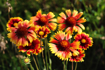 Red and yellow blanket Gaillardia flowers bloom in a soft green background