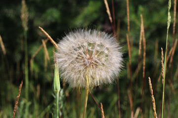 Large, fluffy seed head of a dandelion-like plant in a grassy field.