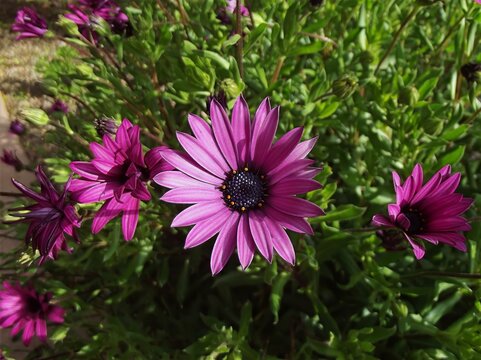 Purple African Daisies in Bloom
