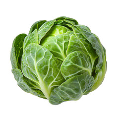 fresh brussels sprout on white background.