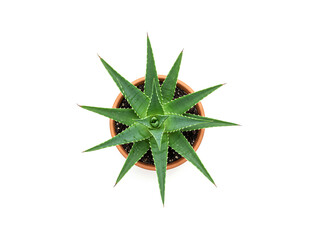 Obraz premium Top view aloe vera plant pot isolated on white background.