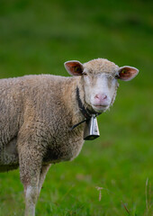 The sheeps in the meadows. Sheep with bell. Sheep pasture on an farm, close up. Sheep eating grass on a field. Sheep grazing in an alpine meadow.