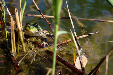 Green and brown frog sits among reeds in murky water