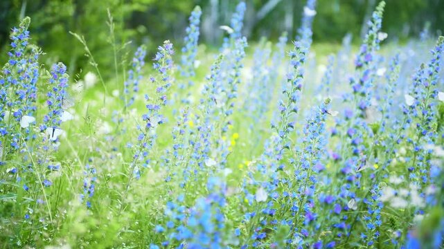 White butterflies flying over wild blue flowers in a forest. Plants swaying in the light wind. Beautiful summer landscape. Selective focus
