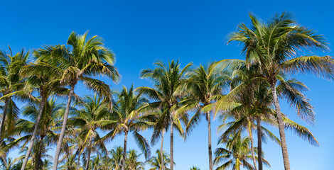 Obraz premium Palm tree. Summer vacation in Miami south beach, Florida. Palm tree of California. Tropical beach in Miami. Tropical outdoor scene with palm tree. Tropical summer vacation. Exotic nature