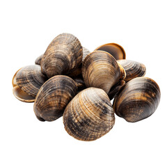 Fresh Clams Display on transparent background