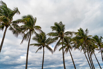 Fototapeta premium Summer vacation in Florida. Palm tree of California. Tropical beach in Miami. Tropical outdoor scene with palm tree. Tropical summer vacation. Exotic nature. Palm tree. Desert palm cluster