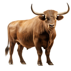 Strong Brown Bull on transparent background