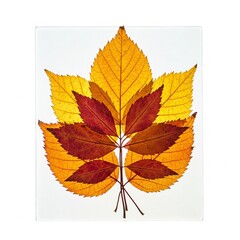 Obraz premium autumn leaves framed against white background fall foliage decoration design element