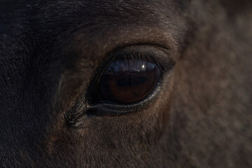 Close-up of a horses deep brown eye. Macro shot capturing the details of a horses gaze. Look from a wild horse eye. Horses eyes. Closeup portrait of a majestic horses face. Horse eye close-up. © Volodymyr