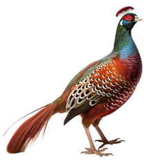 Regal Male Pheasant on transparent background