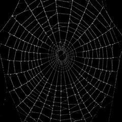 Obraz premium black and white dewy spiderweb with water droplets macro photography nature background