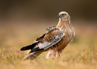 Western Marsh harrier ( Circus aeruginosus )  - male